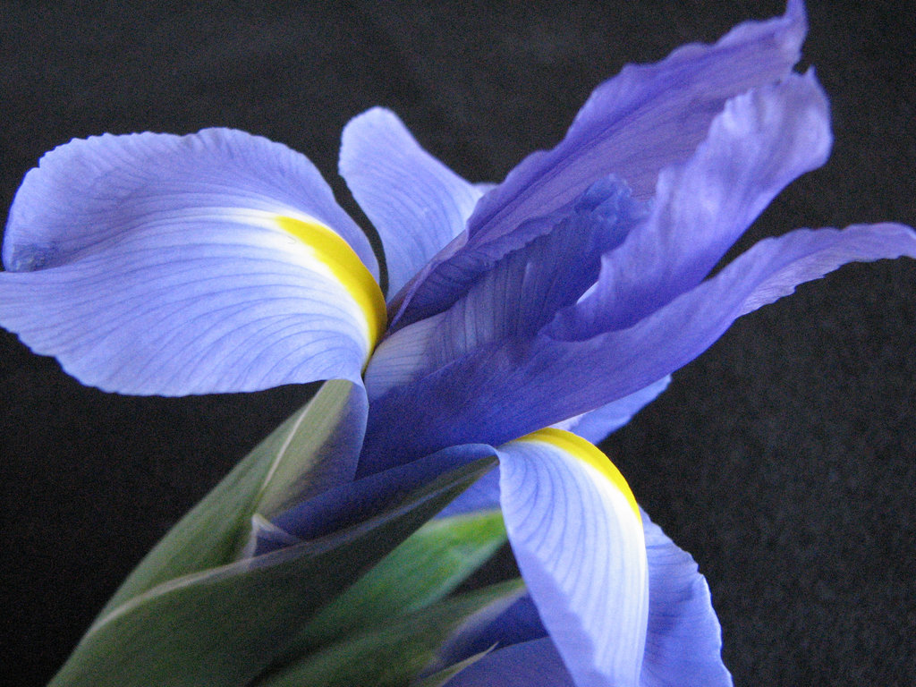 Iris 3