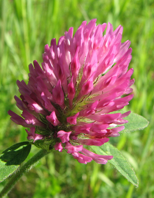 Red Clover