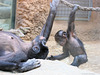 Bonobos (Frankfurt)