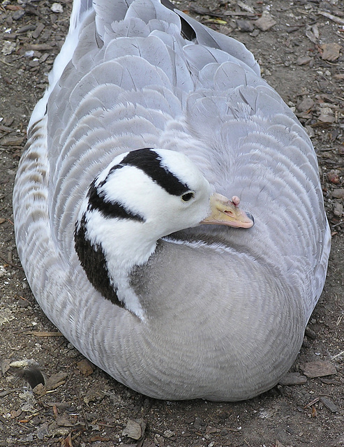 Bar-headed Goose