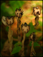 Indian Pipes