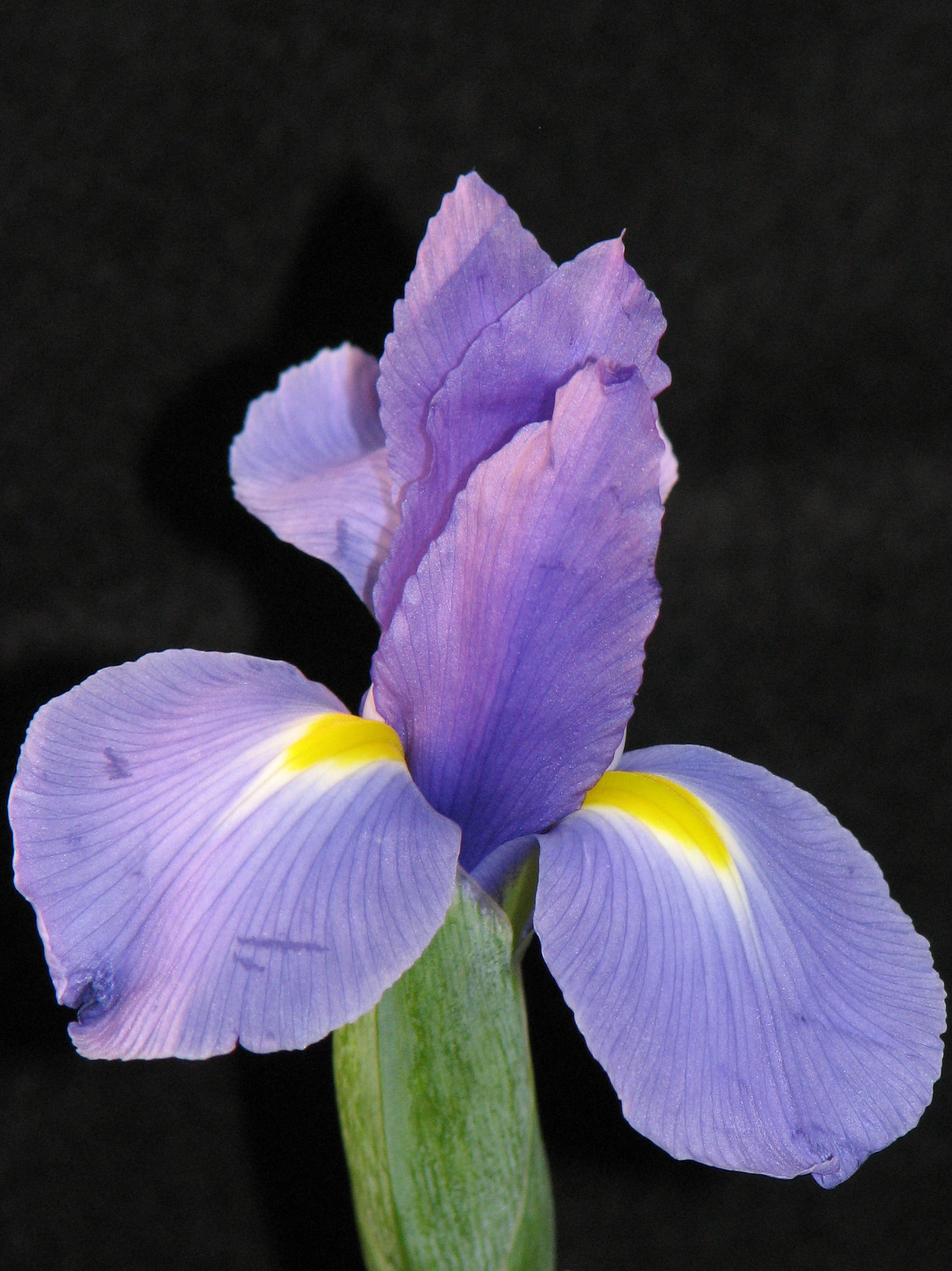 Iris 1