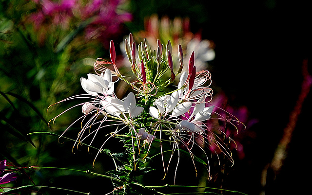 Spider flower - Cleome