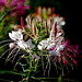 Spider flower - Cleome