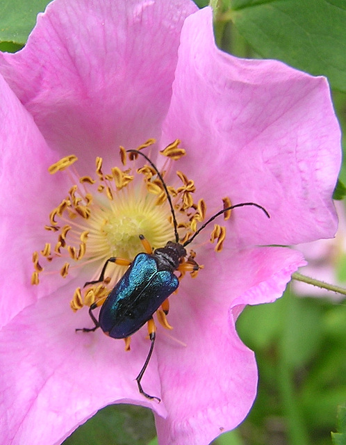 Smelling the roses