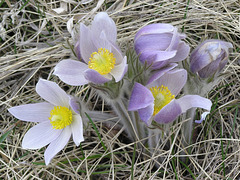 Heralding in the spring