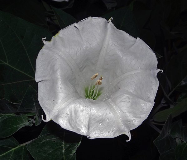 Moonflowers now open and with dew on them