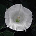 Moonflowers now open and with dew on them