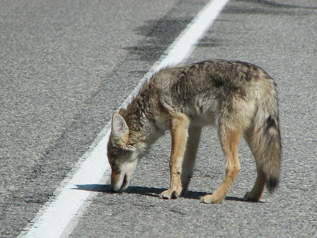 Kananaskis Coyote