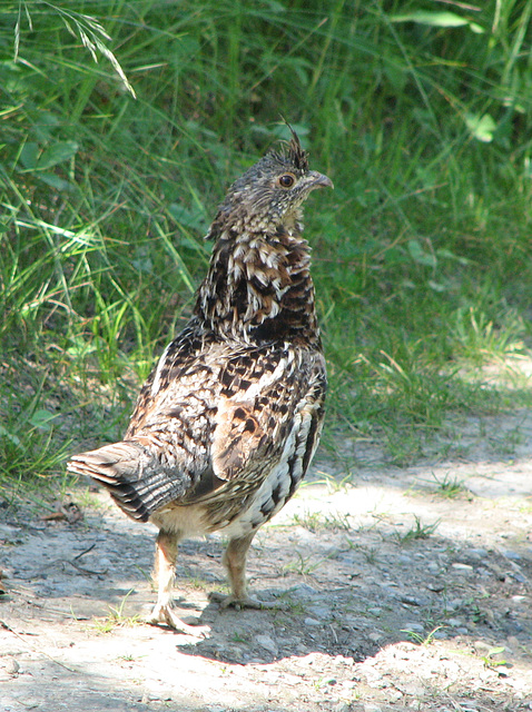 Ruffed Grouse