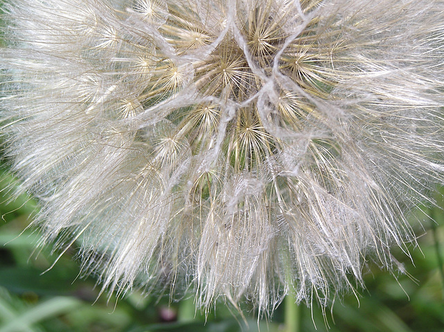 Goat's-beard