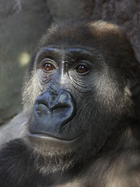 Gorillajunge Kabuli (Zoo Frankfurt)