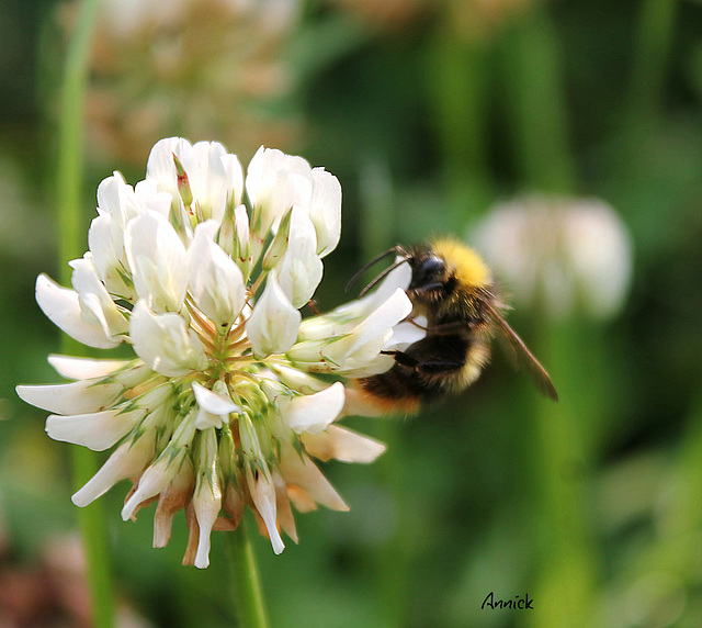 la reine & son roi bzzzzzzzzzz