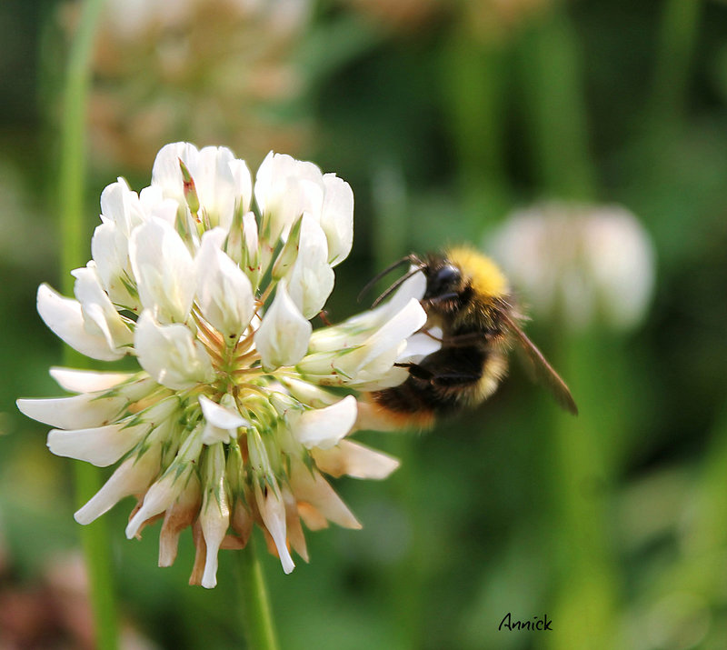 la reine & son roi bzzzzzzzzzz