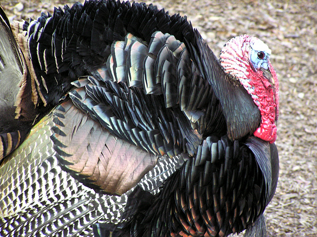 Wild Turkey