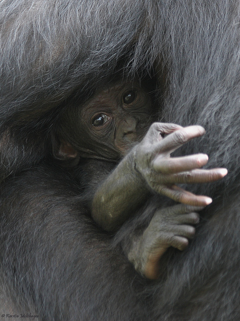 Bonobobaby (Zoo Frankfurt)