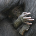 Bonobobaby (Zoo Frankfurt)