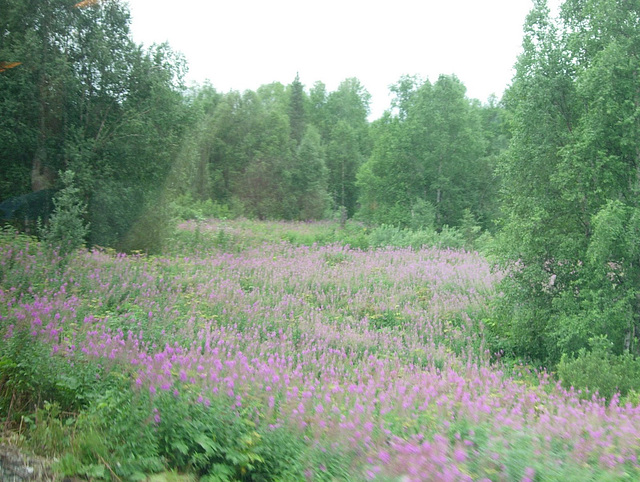 A rare fireweed photo