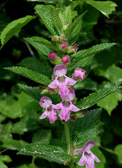 Melitis melissophyllum