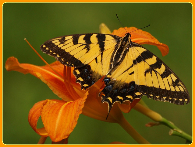 butterfly kisses