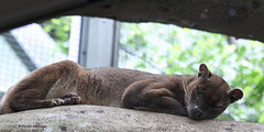 Fossa (Zoo Frankfurt)