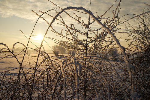 Winter in der Leester Marsch