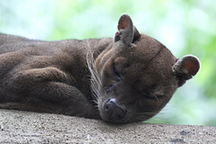 Fossa (Zoo Frankfurt)