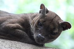 Fossa (Zoo Frankfurt)