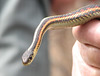 Red-sided Garter Snake