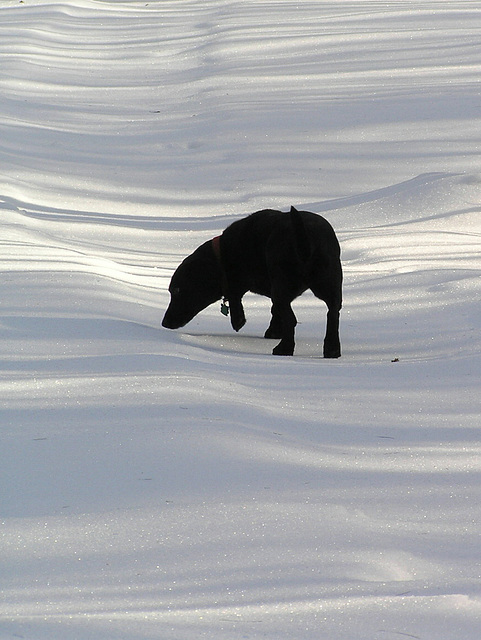 Dog & shadows