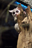 Moholi-Galago (Zoo Frankfurt)