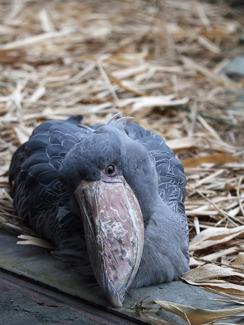 Schuhschnabel (Zoo Frankfurt)