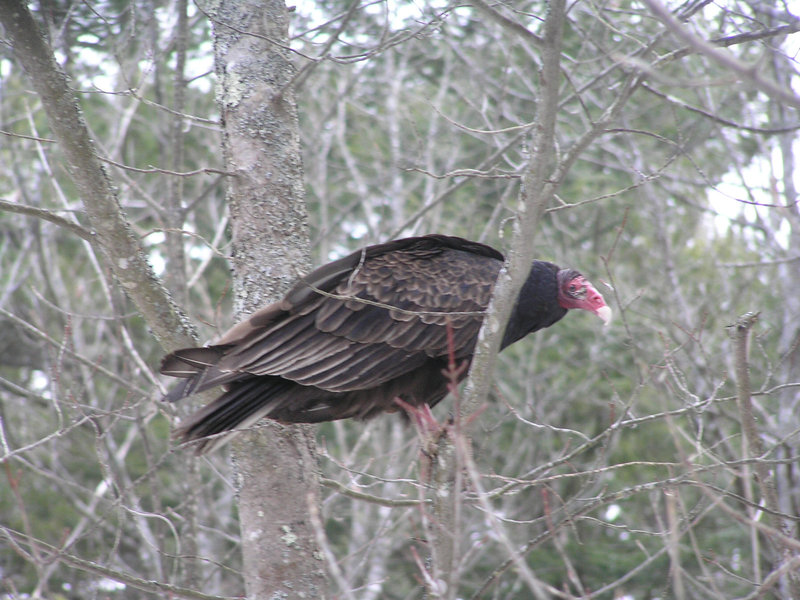 Vulture