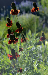 Mexican Hats