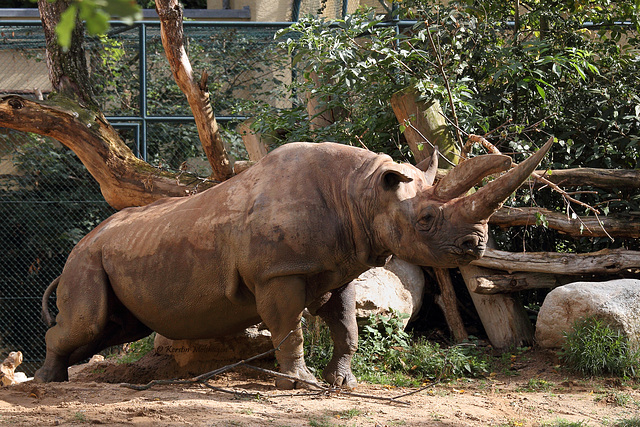 Nashornkuh Tsororo (Zoo Frankfurt)