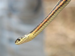 Red-sided Garter Snake