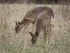 White-tailed Deer