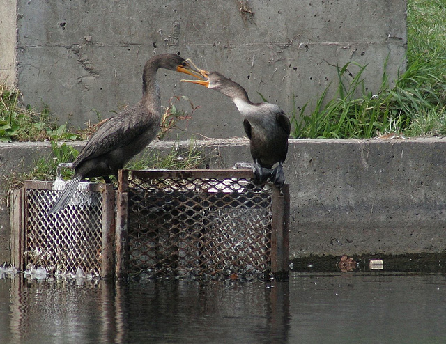 Je te mange?/I eat you?