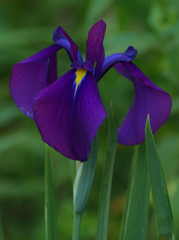 iris