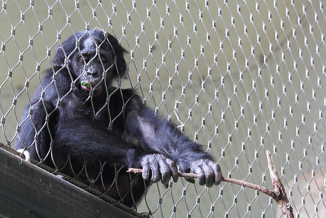 Bonobo Boy (Zoo Frankfurt)