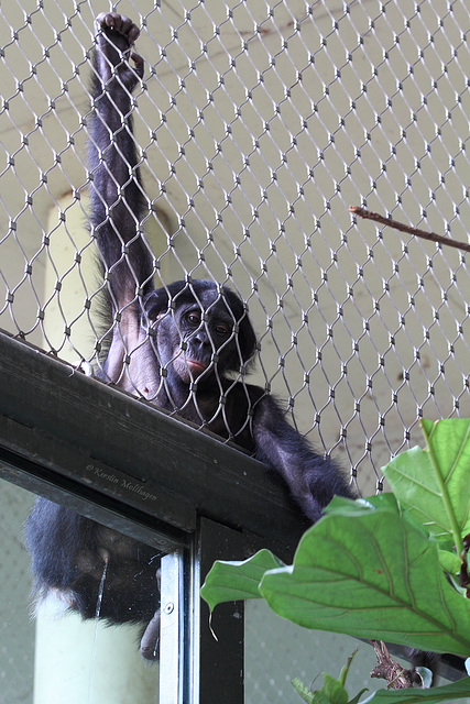 Bonobo Boy (Zoo Frankfurt)