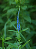 veronica 'sunny border blue'