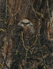 Baby Great Horned Owl