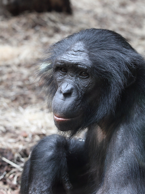 Bonobomann Heri (Zoo Frankfurt)