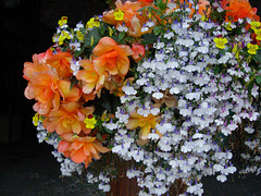 One of dozens of lovely flower baskets that decorate the hotel grounds.
