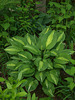 hosta "striptease"