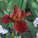 Iris cuivre rouge (3)