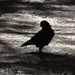dramatic crow
