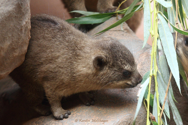 Klippschlieferbaby (Zoo Frankfurt)