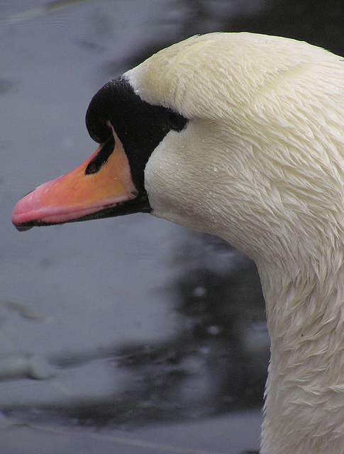 Mute Swan